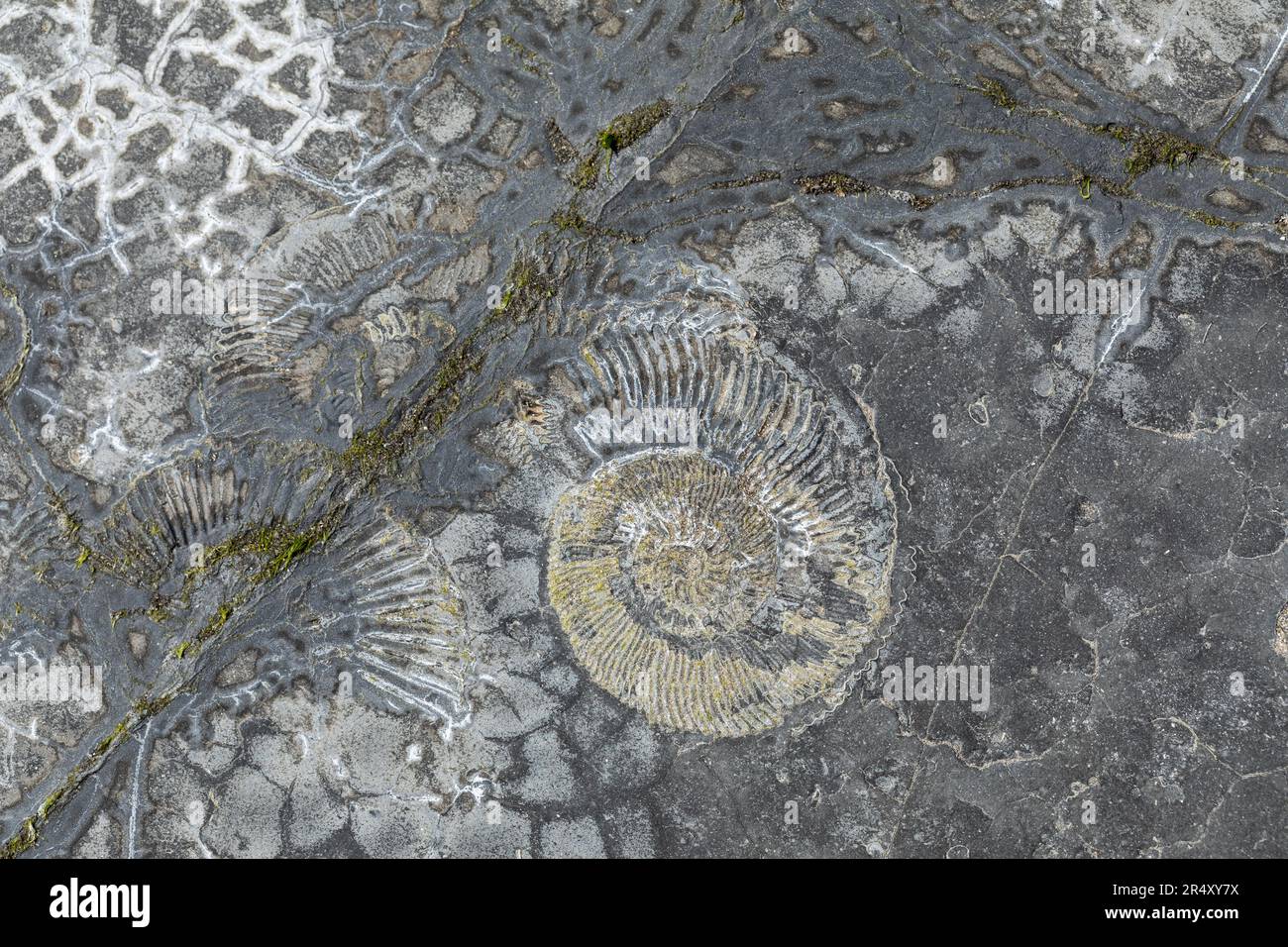Close up of  Ammonite Fossils in the rock at Kimmeridge Bay, Dorset, England, UK Stock Photo