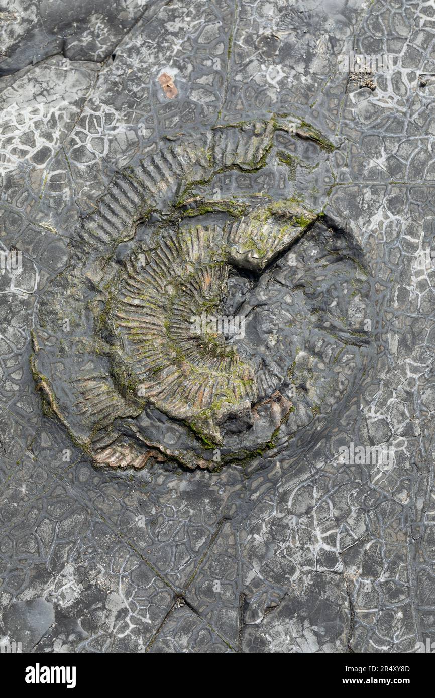 Close up of  Ammonite Fossils in the rock at Kimmeridge Bay, Dorset, England, UK Stock Photo