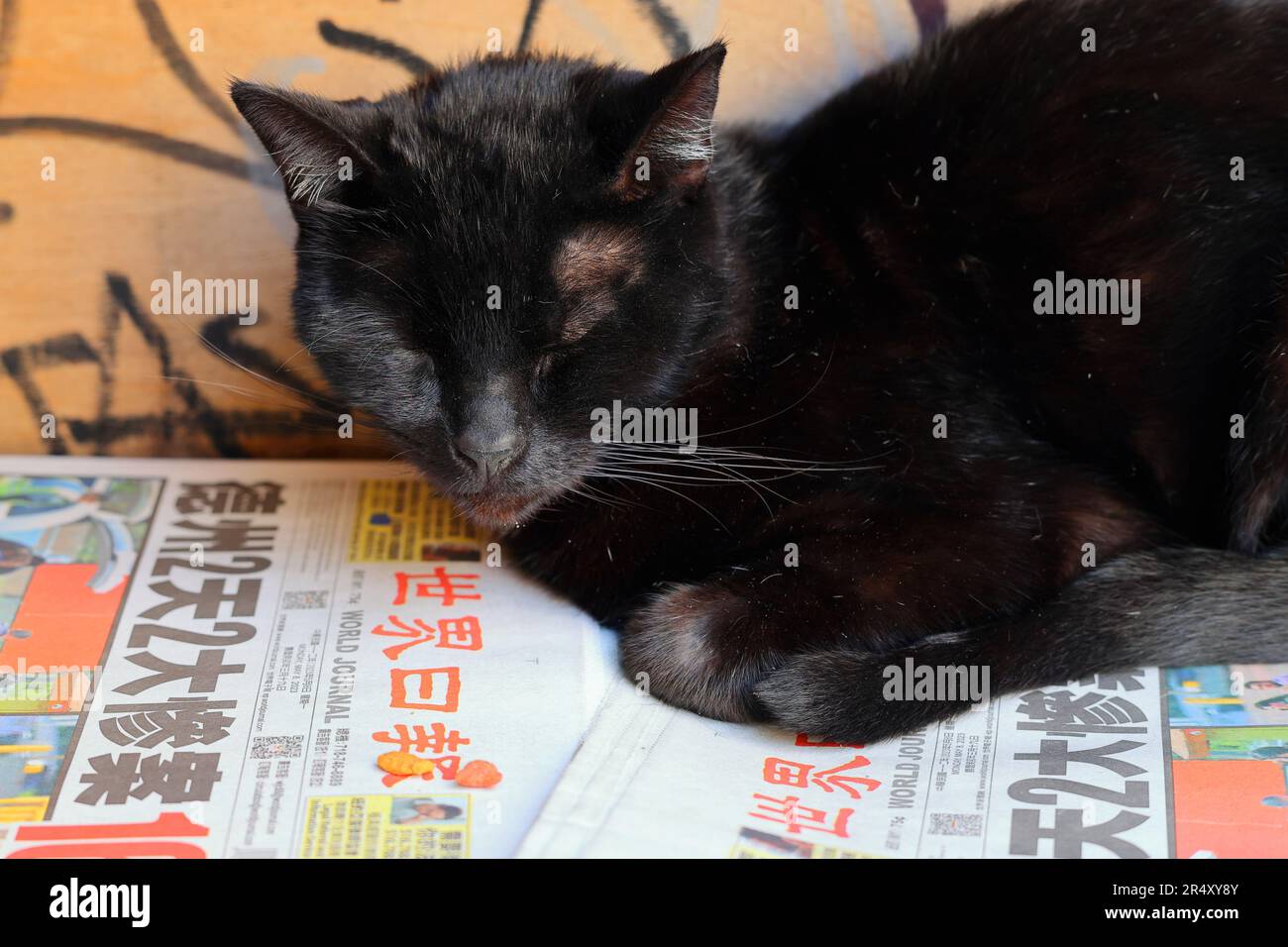 A black cat napping on top of World Journal Chinese newspapers. The headline says, "Texas, 2 Days, 2 massacres, 16 dead", May 8, 2023. Stock Photo