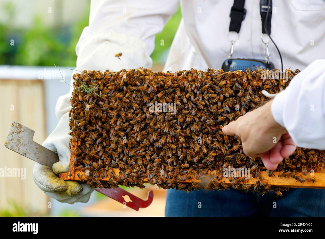 A beekeeper with a J hook hive tool holds a brood comb full of honeybees while a finger points to the red dot marked queen bee. Stock Photo
