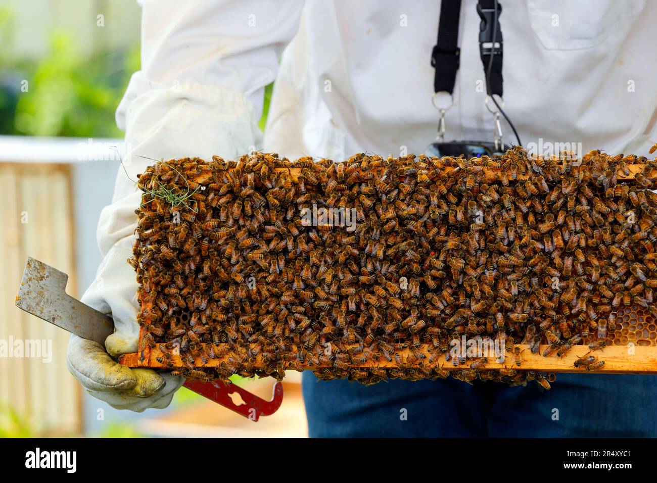 A beekeeper with a J hook hive tool holds a brood comb full of honeybees with the red dot marked queen bee in the middle of the comb. Stock Photo