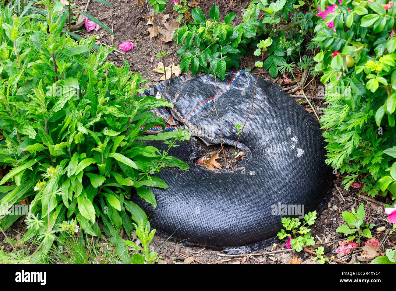 A TreeDiaper hydration mat protecting a new plant. Containing water absorbing pellets, the mats keeps the soil moist. Stock Photo