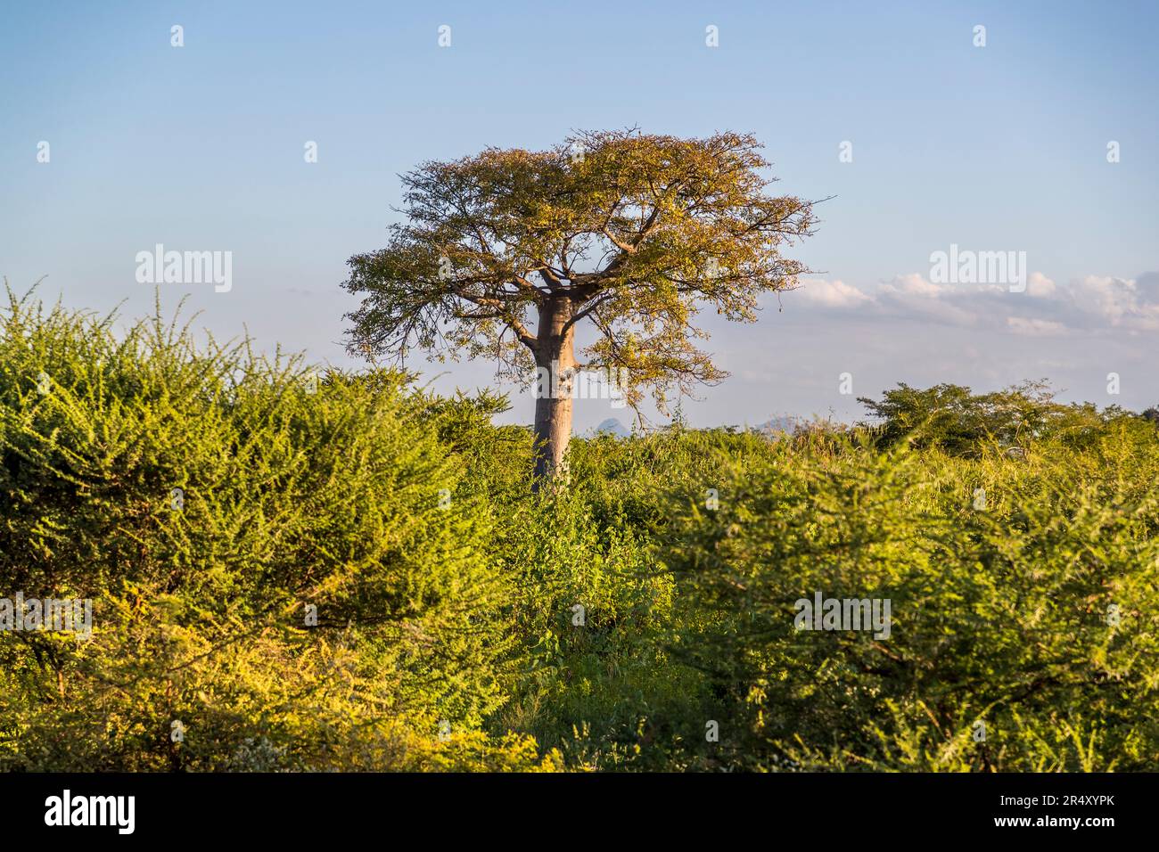 Baobob tree in Malawi. According to legend, even the gods were jealous of the size of these trees, whereupon they uprooted them and planted them the wrong way round. Stock Photo