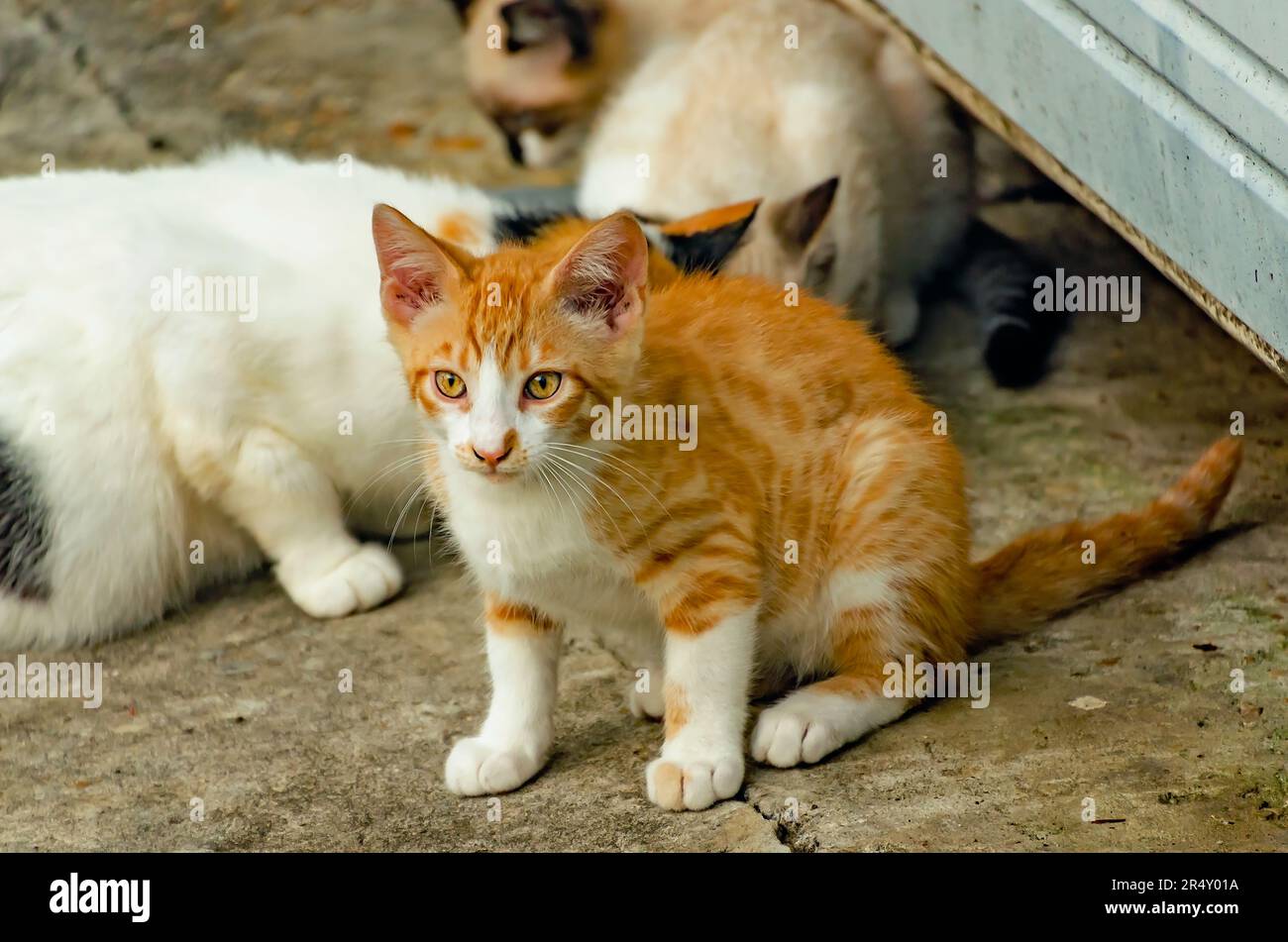 An orange and white feral kitten is pictured, May 17, 2023, in Coden, Alabama. Stock Photo