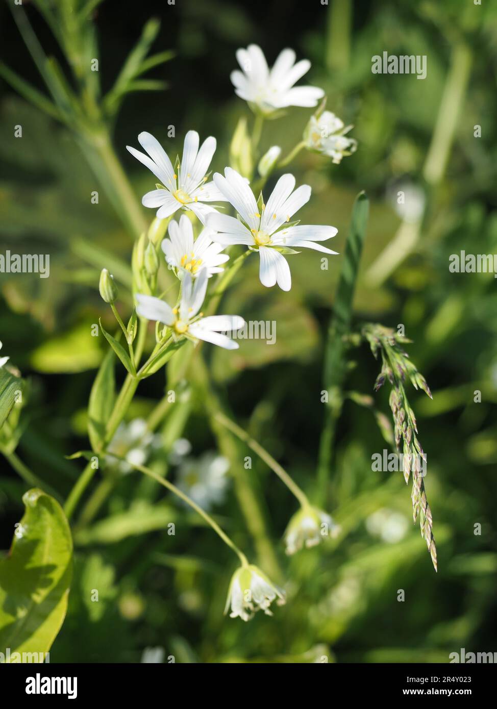 Chickweed (stellaria media) flowers next to grass Stock Photo