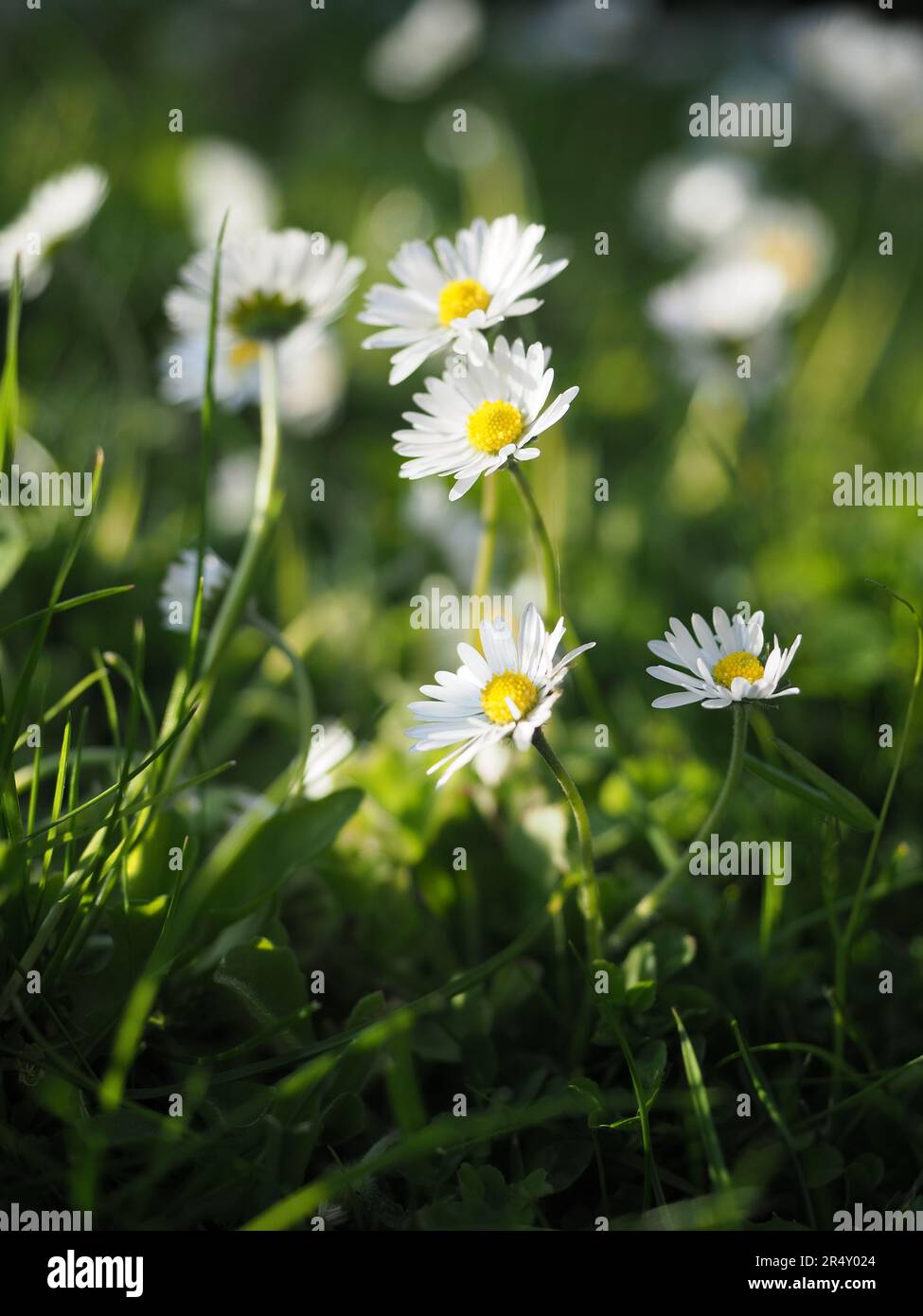 Daisies standing tall in a field Stock Photo