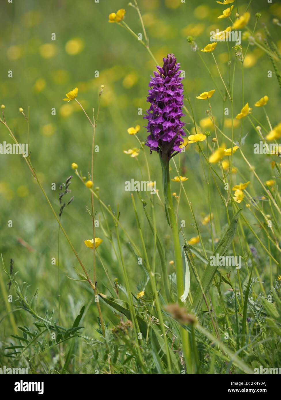 Marsh orchid growing alongside buttercups in wetland grasses Stock Photo