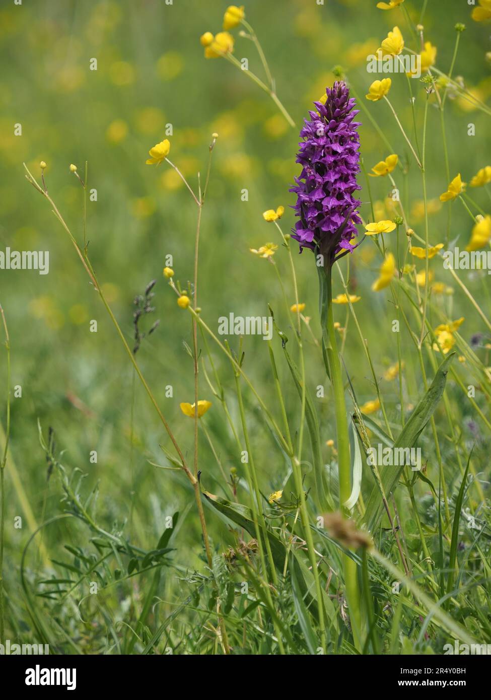 Marsh orchid growing alongside buttercups in wetland grasses Stock Photo