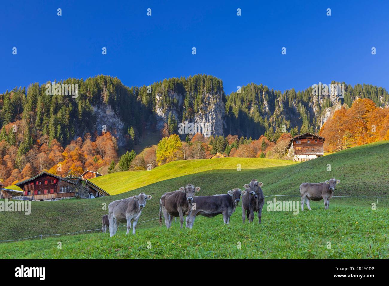 Typical landscape near Damüls, Bregenzer Wald, Bregenz district, Vorarlberg, Austria Stock Photo