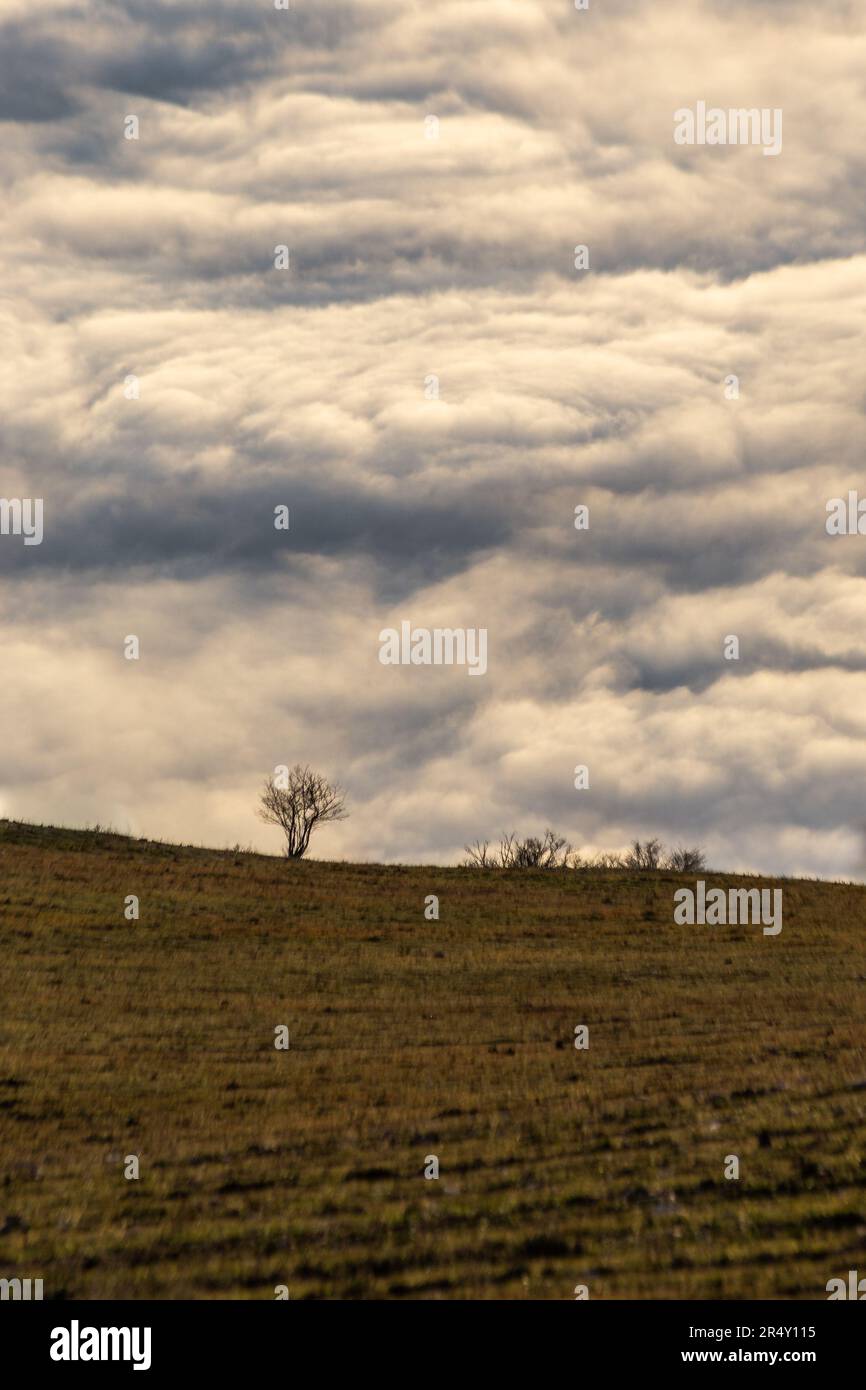 Some tree silhouettes above a sea of fog Stock Photo - Alamy
