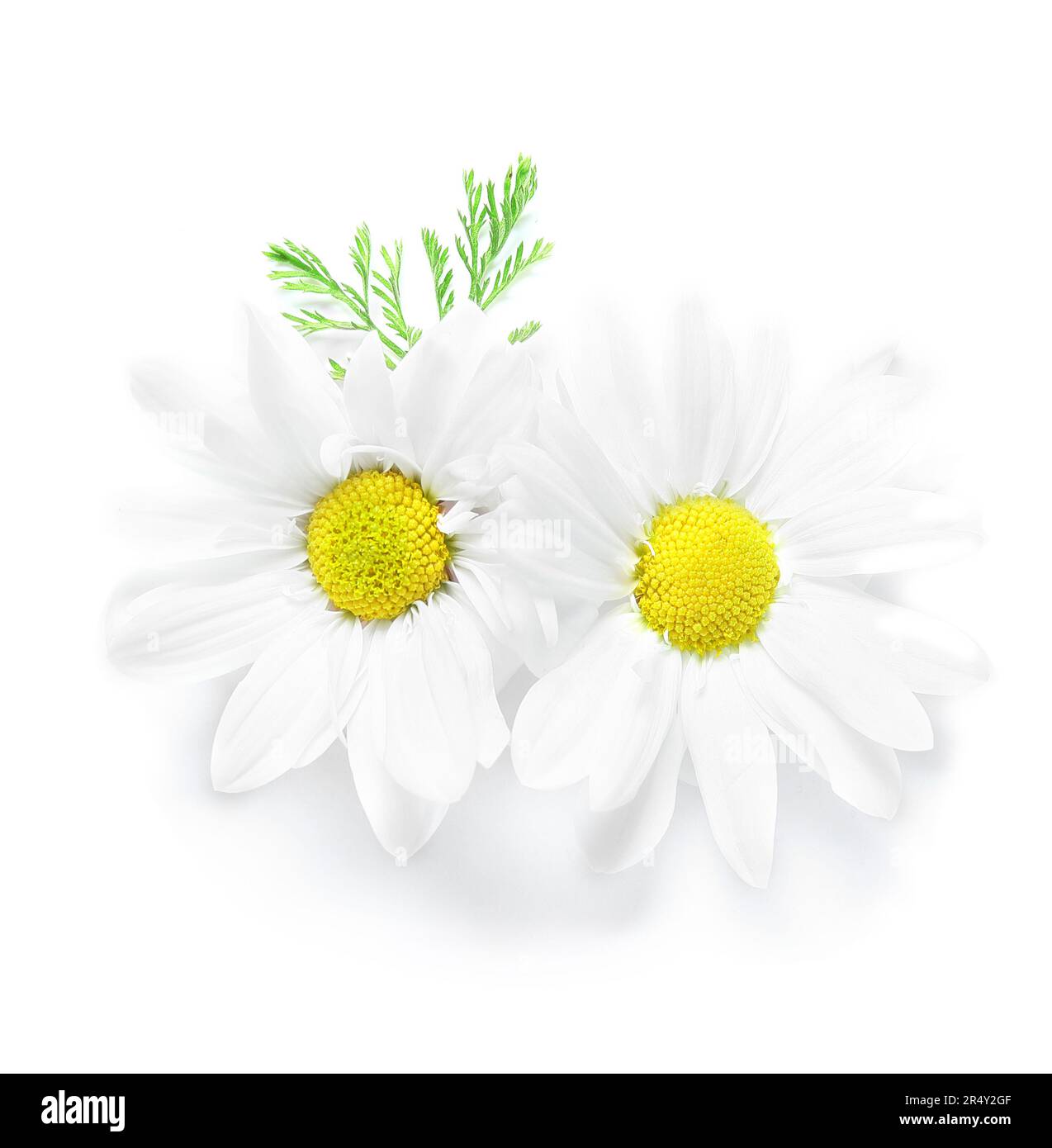 Beautiful chamomile flowers isolated on white background Stock Photo ...