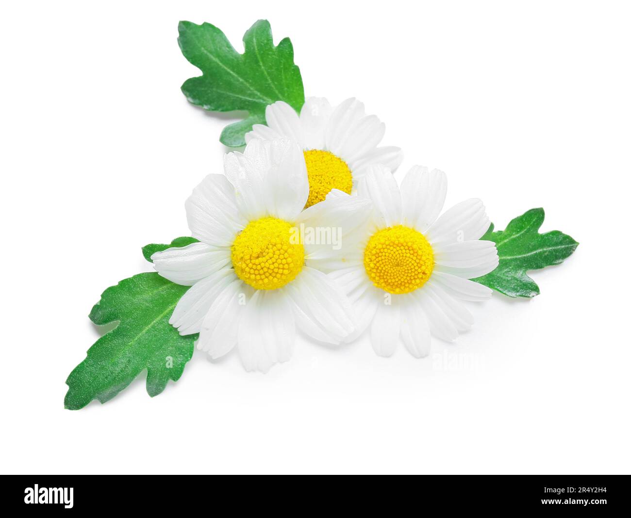 Beautiful chamomile flowers isolated on white background Stock Photo ...