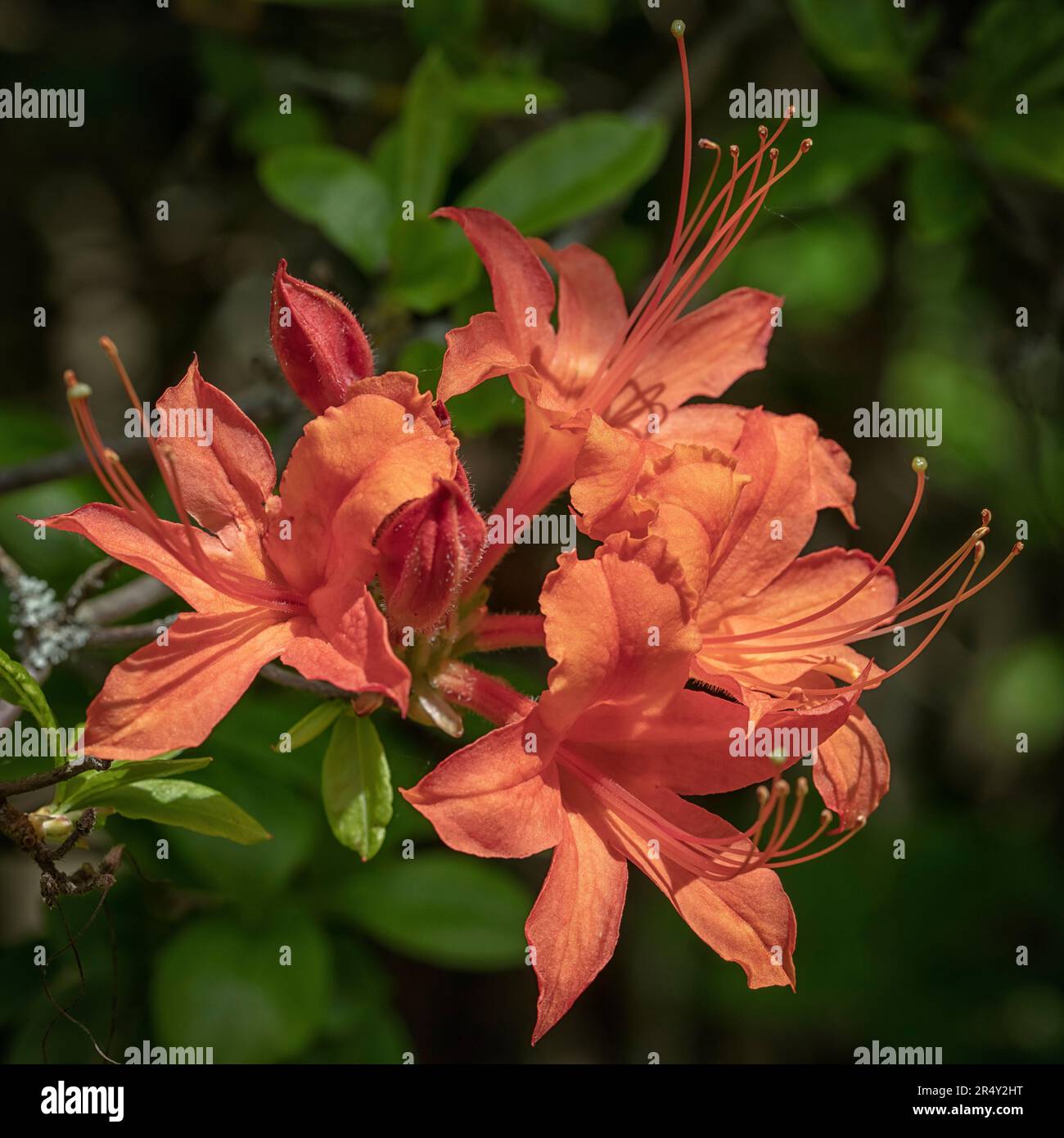 Rhododendron in flower Stock Photo