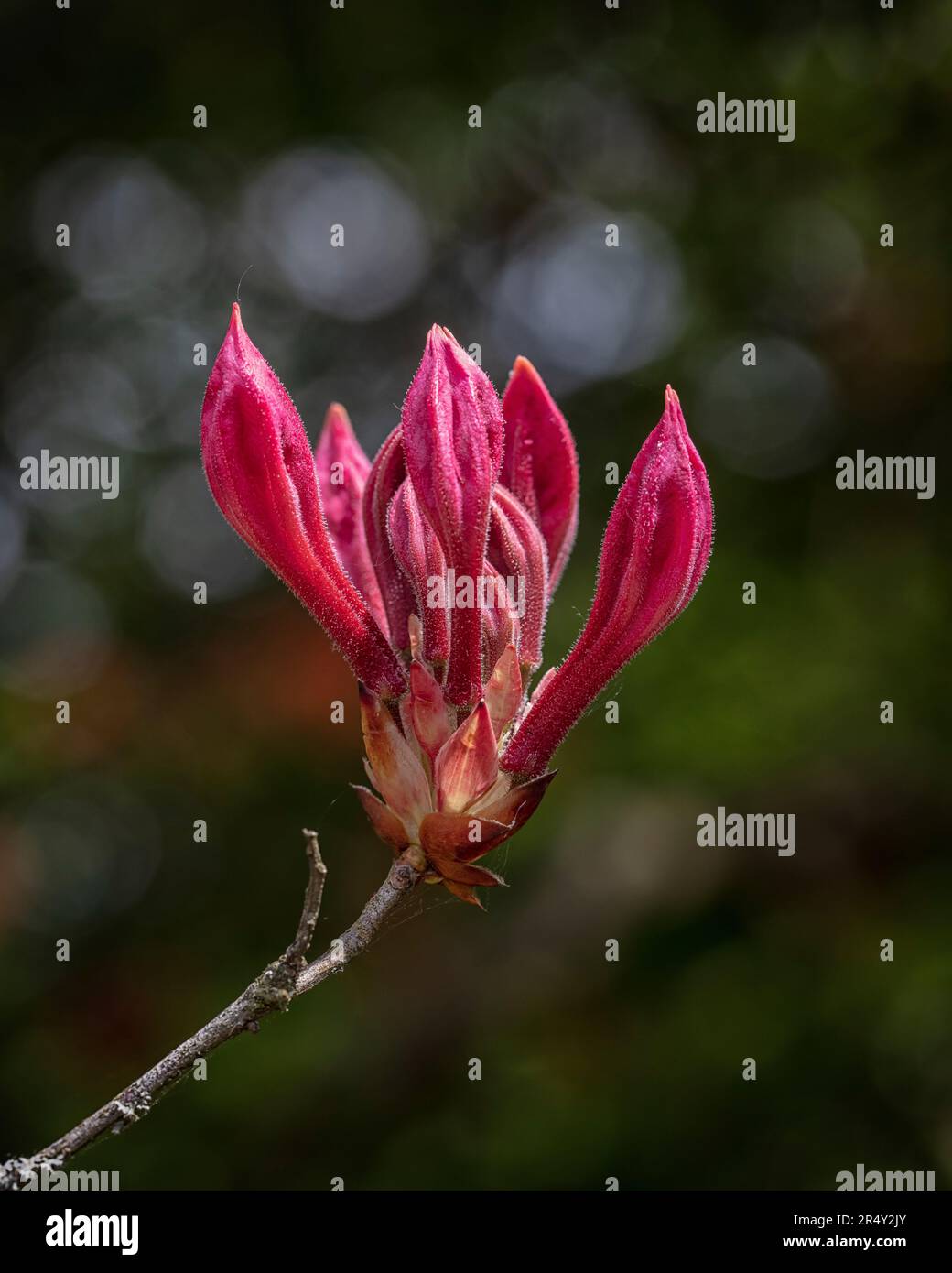 Rhododendron 'Pucella' (syn. Fanny) Stock Photo