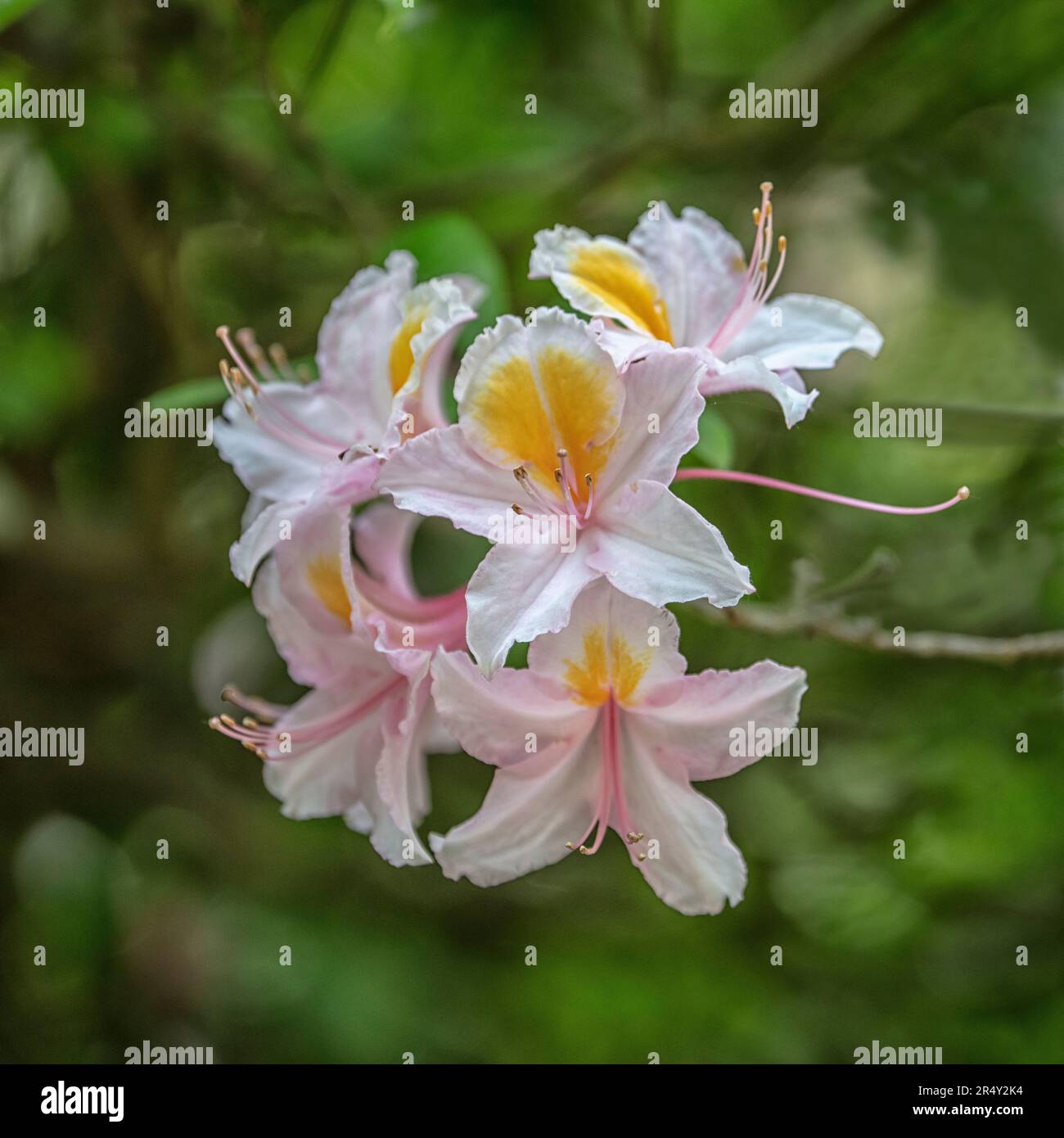 Rhododendron in flower Stock Photo