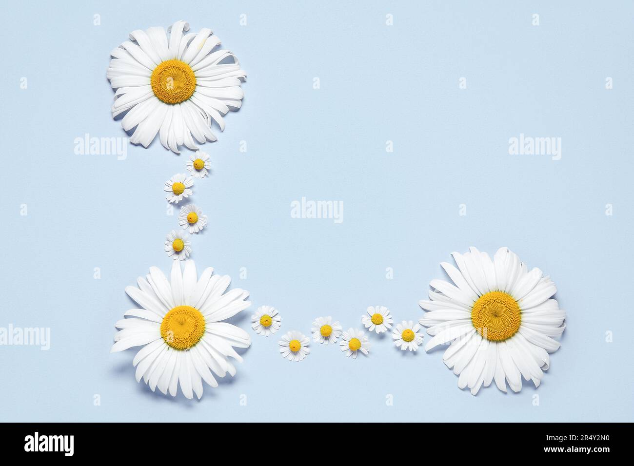 Composition with fresh chamomiles on light background Stock Photo