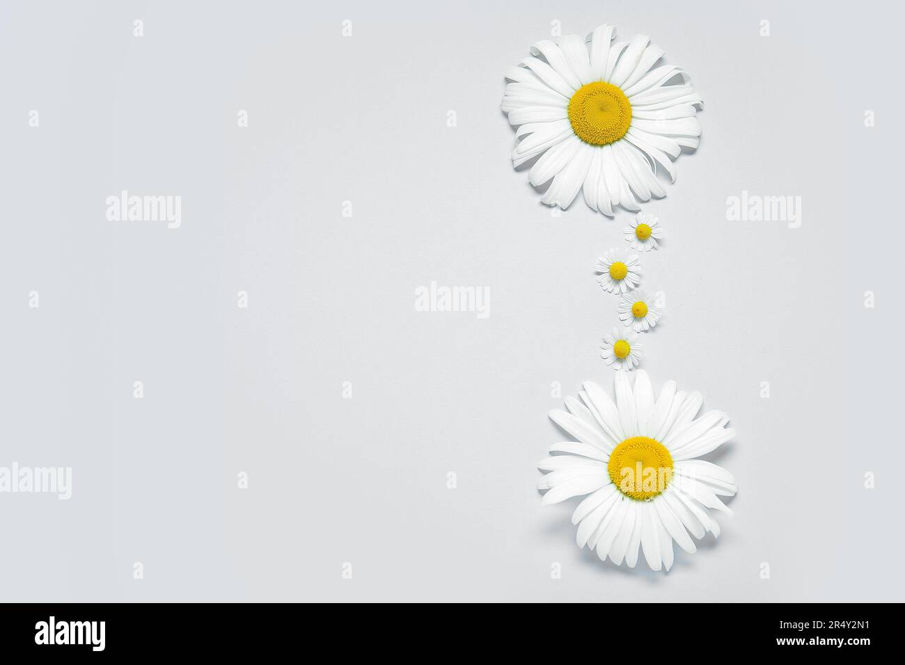 Composition with fresh chamomiles on light background Stock Photo