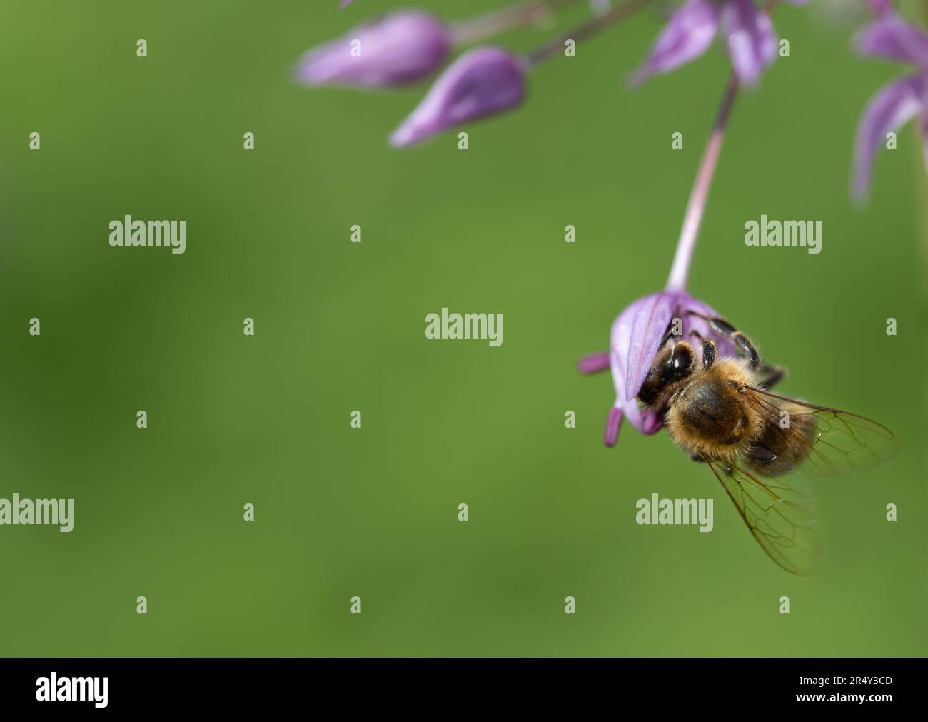 A small honey bee hangs on a purple allium flower. The bee puts its head in a calyx. There is plenty of room for text in the background Stock Photo