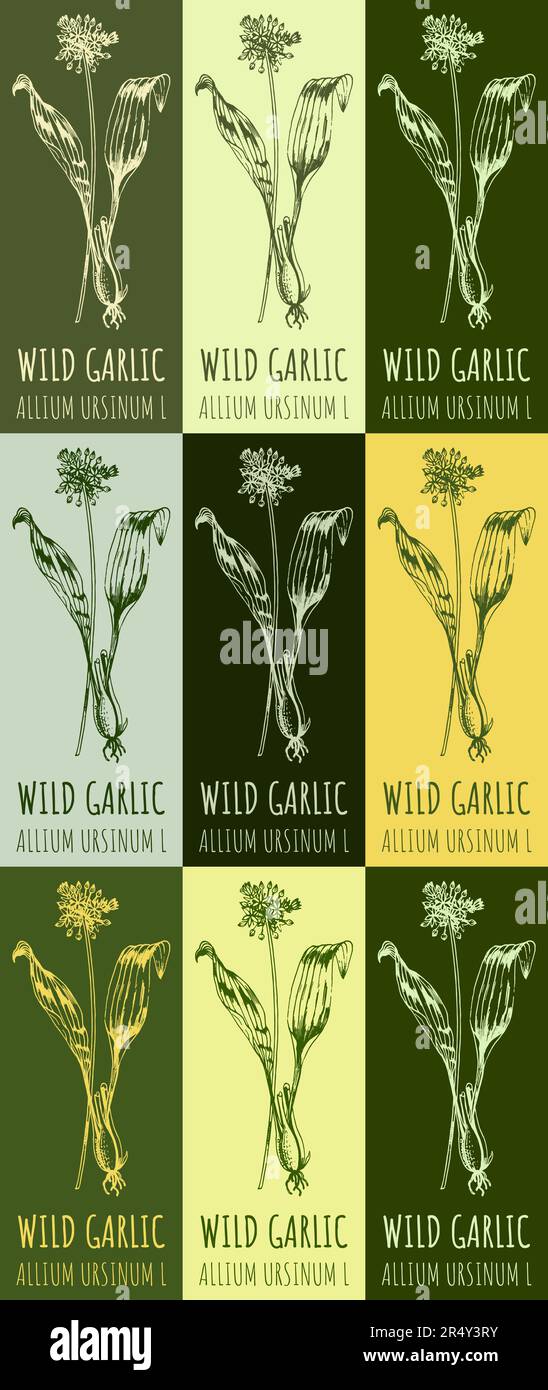 Set of drawing of WILD GARLIC in various colors. Hand drawn illustration. Latin name ALLIUM URSINUM L. Stock Photo