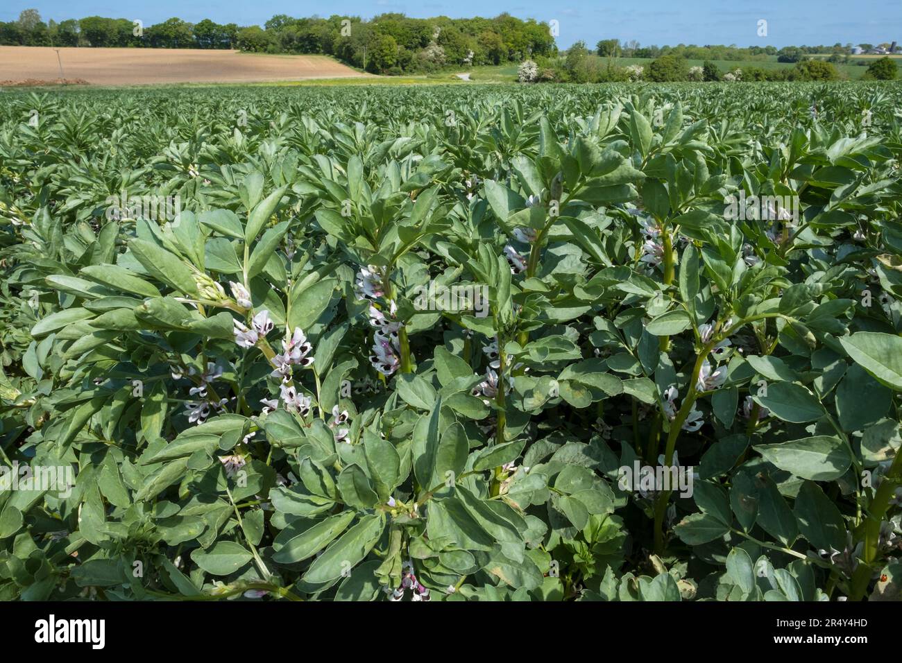 Field of broad beans in flower. Suffolk, East Anglia, UK. Stock Photo