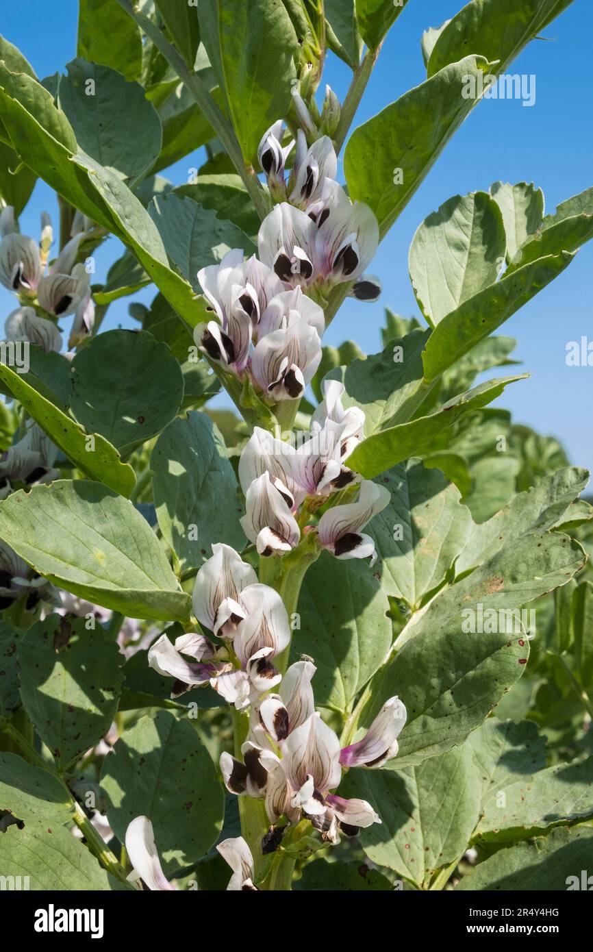 Field of broad beans in flower. Suffolk, East Anglia, UK. Stock Photo