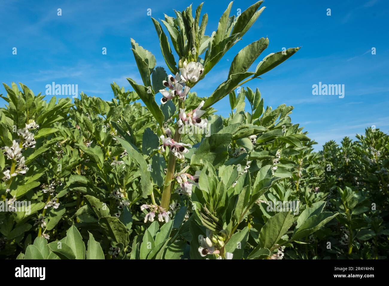 Field of broad beans in flower. Suffolk, East Anglia, UK. Stock Photo