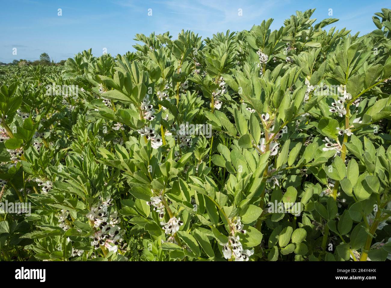 Field of broad beans in flower. Suffolk, East Anglia, UK. Stock Photo