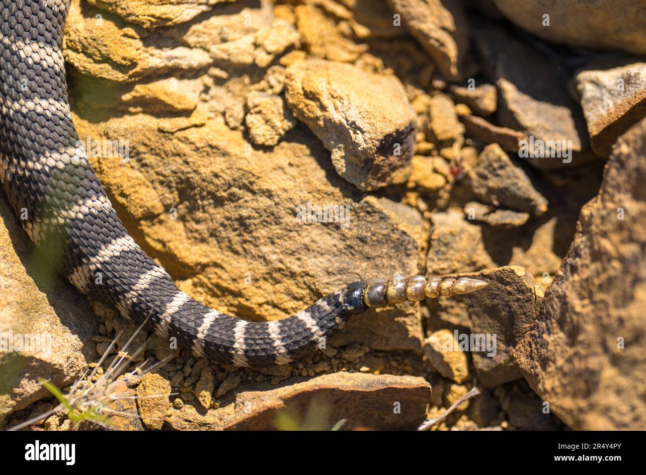 Rattlesnake lake hi-res stock photography and images - Alamy