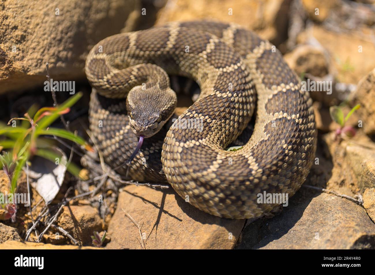 Oregon Rattlesnake Map Western rattlesnake hi-res stock photography and images - Alamy