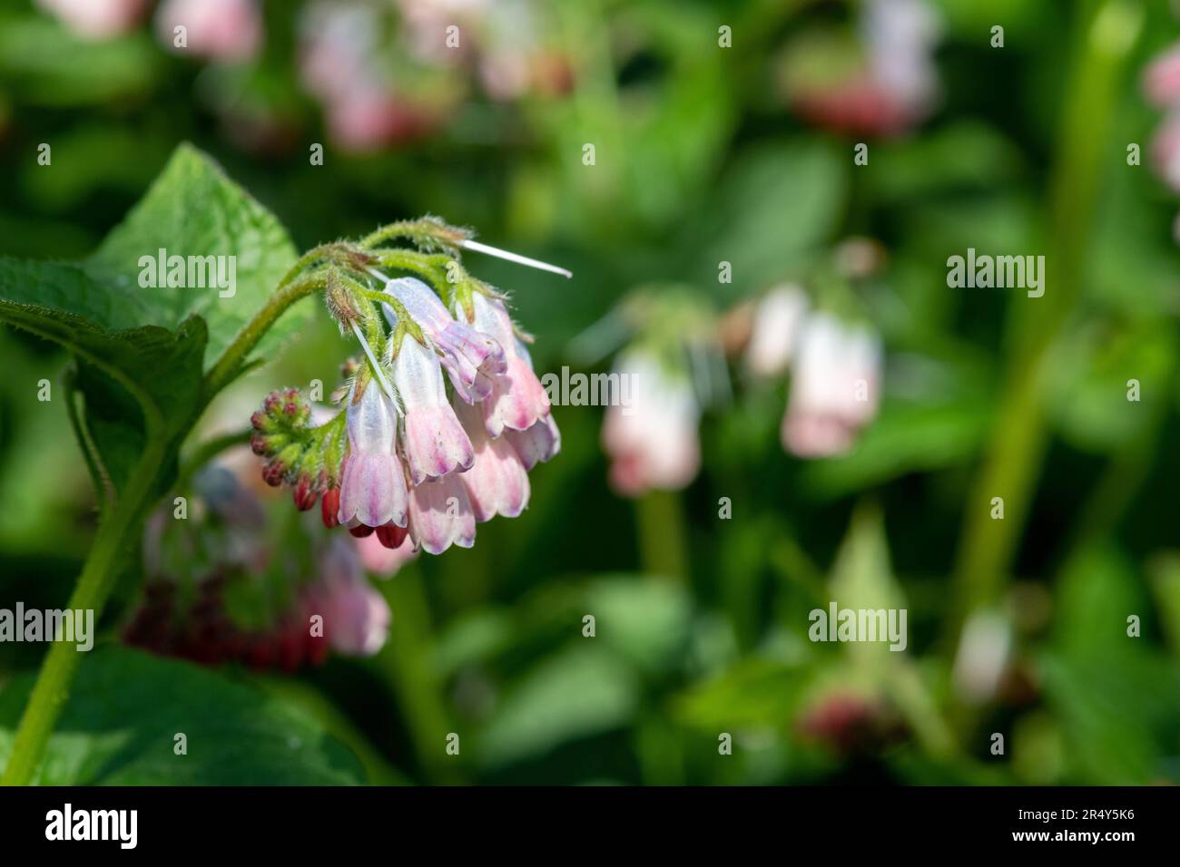 Close up of creeping comfrey (symphytum grandiflorum) flowers in bloom Stock Photo