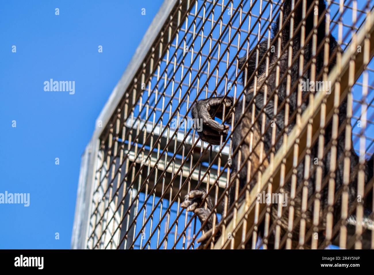 Captive Chimpanzee in Enclosure with Metal Bars Stock Photo - Alamy