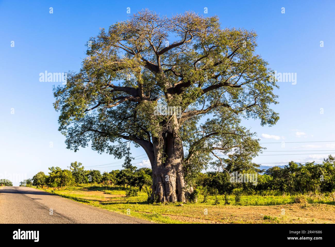 Baobab tree in Malawi. Die größte Affenbrotbaumart ist der Afrikanische Affenbrotbaum (Adansonia digitata). Die Bäume können in ihren außergewöhnlichen Stämmen große Mengen Süßwasser speichern. Das macht sie zu Lebensrettern in Zeiten der Wasserknappheit Stock Photo