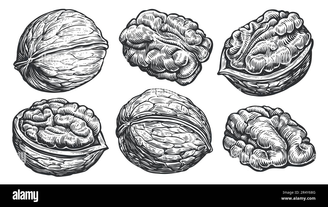 Walnuts peeled and unpeeled. Nuts set in the style of old engraving. Hand drawn sketch vector illustration Stock Vector