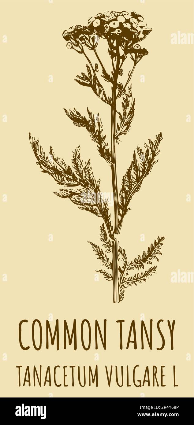Drawings of COMMON TANSY. Hand drawn illustration. Latin name TANACETUM VULGARE L. Stock Photo