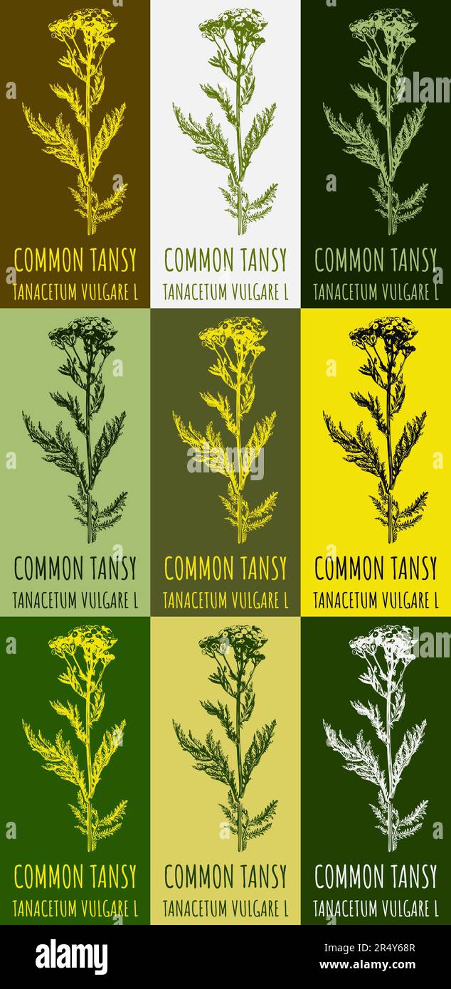 Set of drawings of COMMON TANSY in different colors. Hand drawn illustration. Latin name TANACETUM VULGARE L. Stock Photo