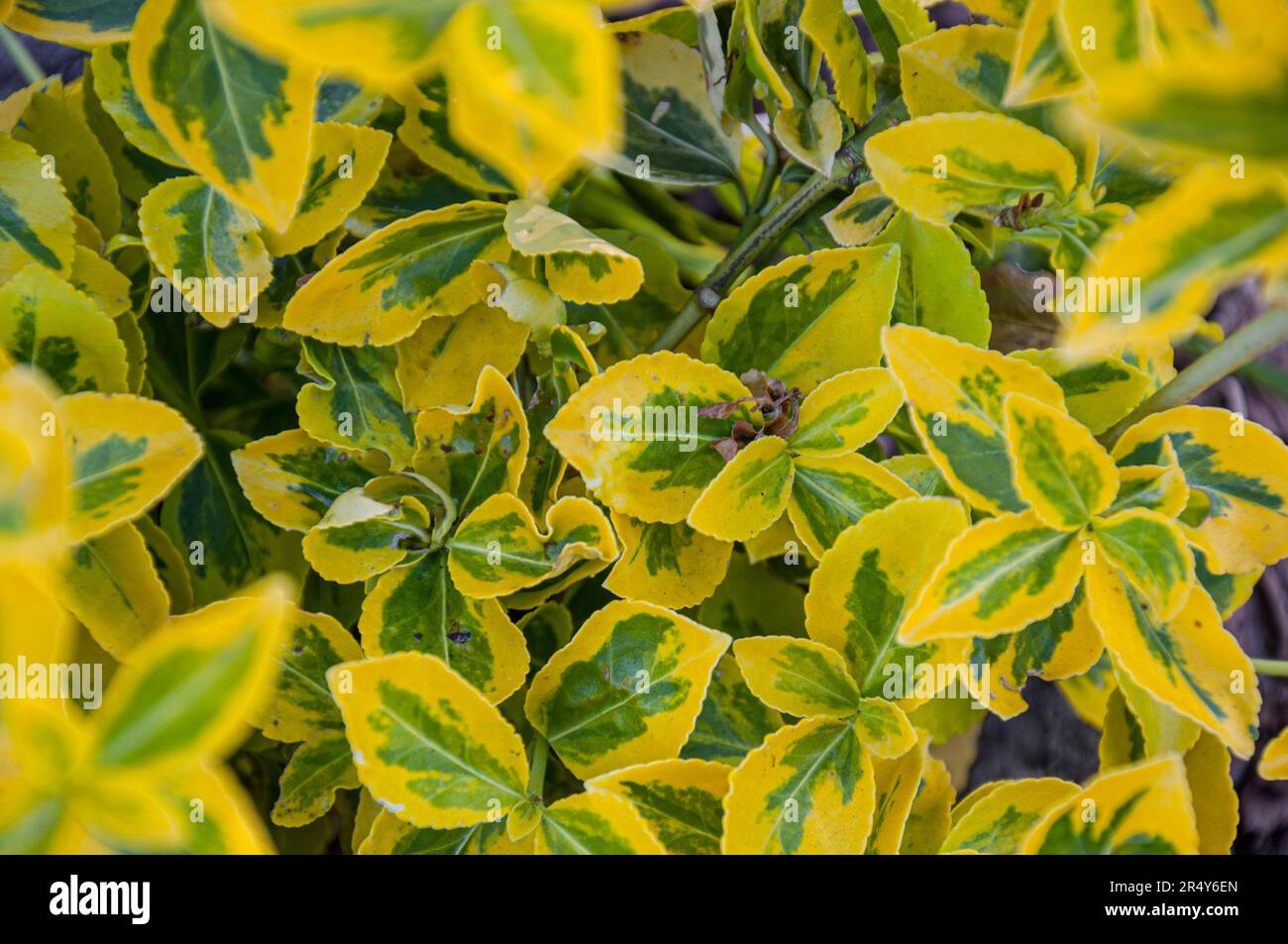freshly planted spindle tree shrub. Closeup shot. Euonymus Gold Splash. Stock Photo