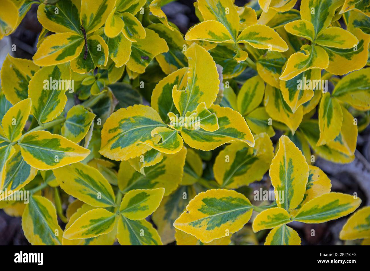 Spindle tree shrub hi-res stock photography and images - Alamy