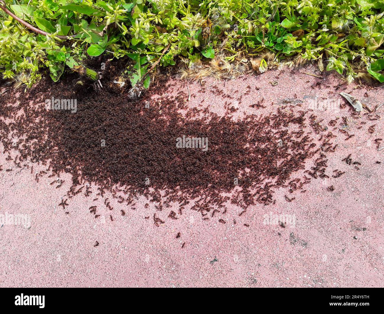 Close up image of ants on the sidewalk. Stock Photo