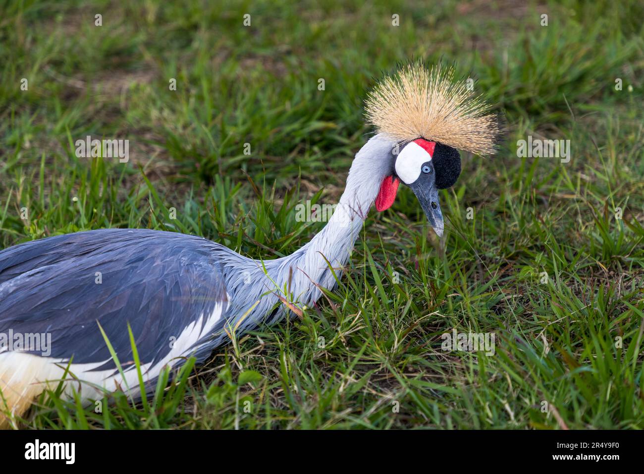 The South African Crowned Crane (Balearica regulorum regulorum) is found in the national coat of arms of Uganda and is therefore also called Uganda Crane. Uganda cranes in the R & L Game Ranch, Mwenda, Malawi Stock Photo