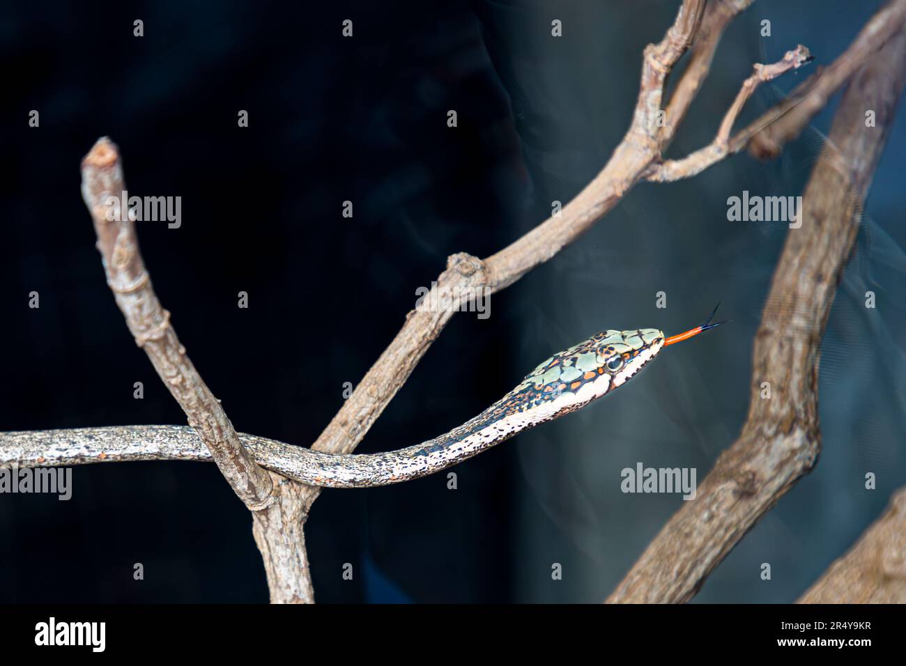 The poisonous branch snake Jamesons Mamba in R & L Game Ranch, Mwenda, Malawi Stock Photo