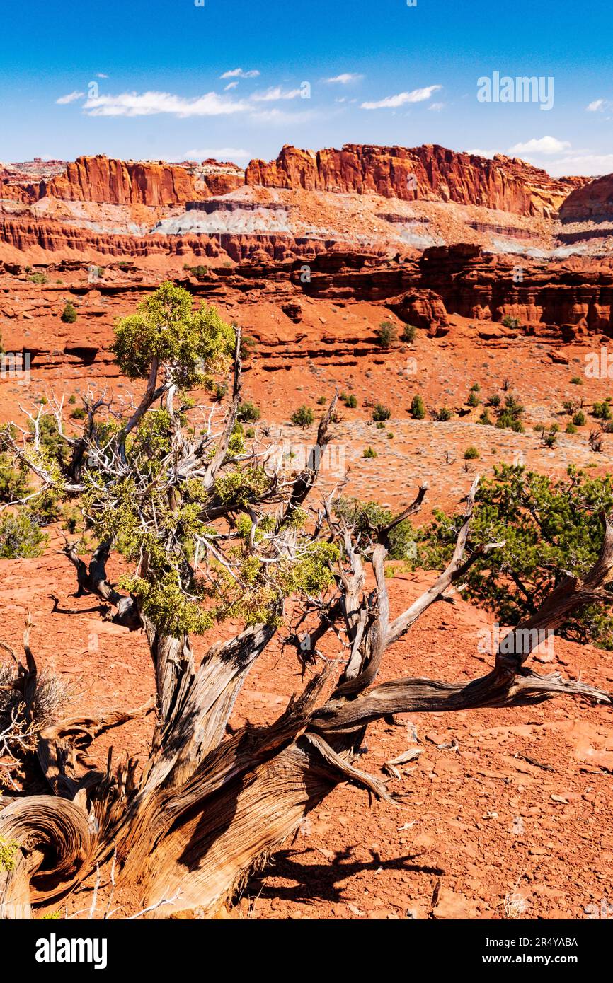 View from trail to Sunset Point; Capital Reef National Park; Utah; USA Stock Photo