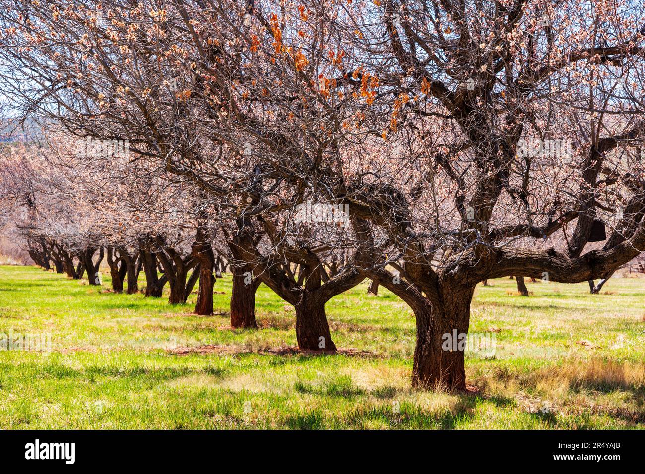 Apricot orchard; Fuita; Capital Reef National Park; Utah; USA Stock Photo