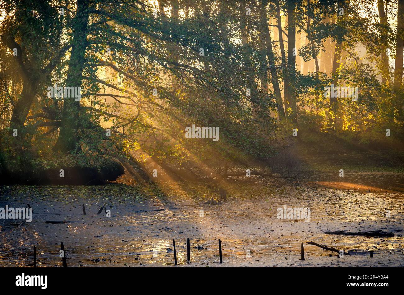 Rays sunlight fall between green hi-res stock photography and images ...