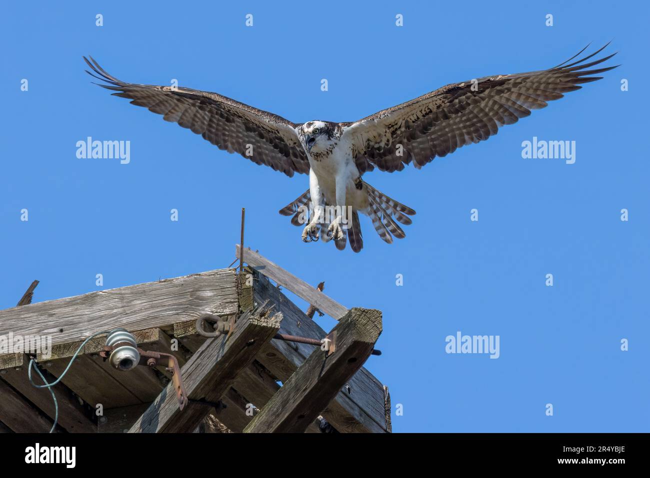 Osprey (Pandion haliaetus) landing on a nest, Lewes, Delaware Stock Photo