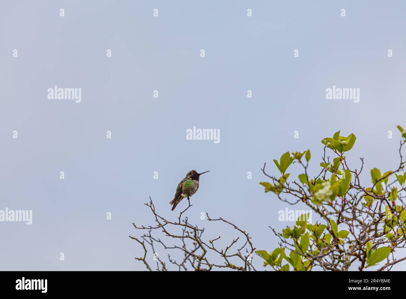 Hummingbird perched on a twig along the Steveston waterfront in British Columbia Canada Stock Photo