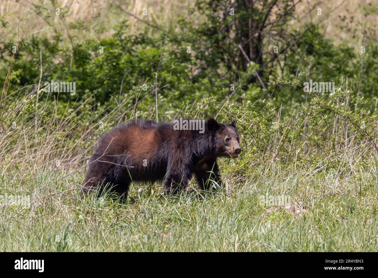 Black bear walking in a field in Cades Cove, Great Smoky Mountains National Park, Tennessee Stock Photo