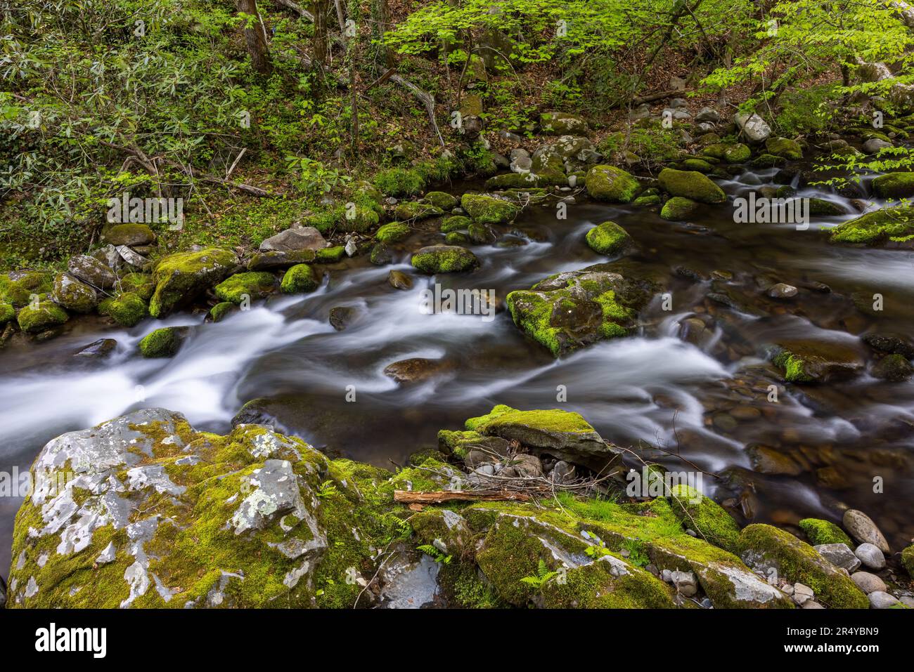 Moss-covered rocks along Roaring Fork in spring, Gatlinburg, Tennessee Stock Photo