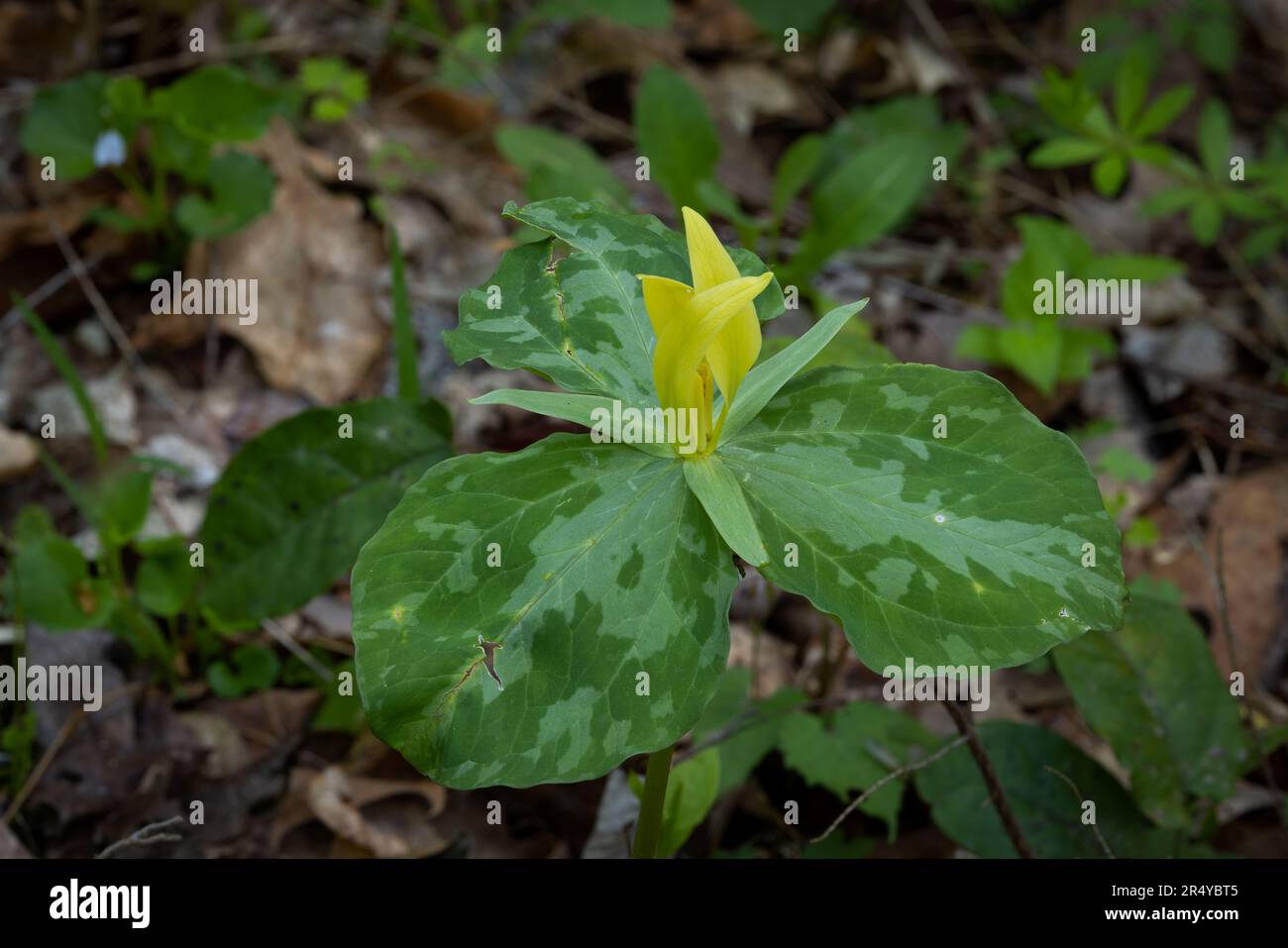 Yellow trillium (Trillium luteum), Great Smoky Mountain National Park, Tennessee Stock Photo