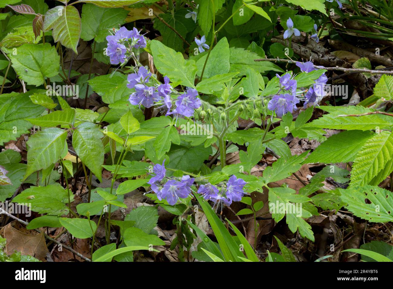 Purple phacelia (Phacelia bipinnatifida), Great Smoky Mountain National Park, Tennessee Stock Photo