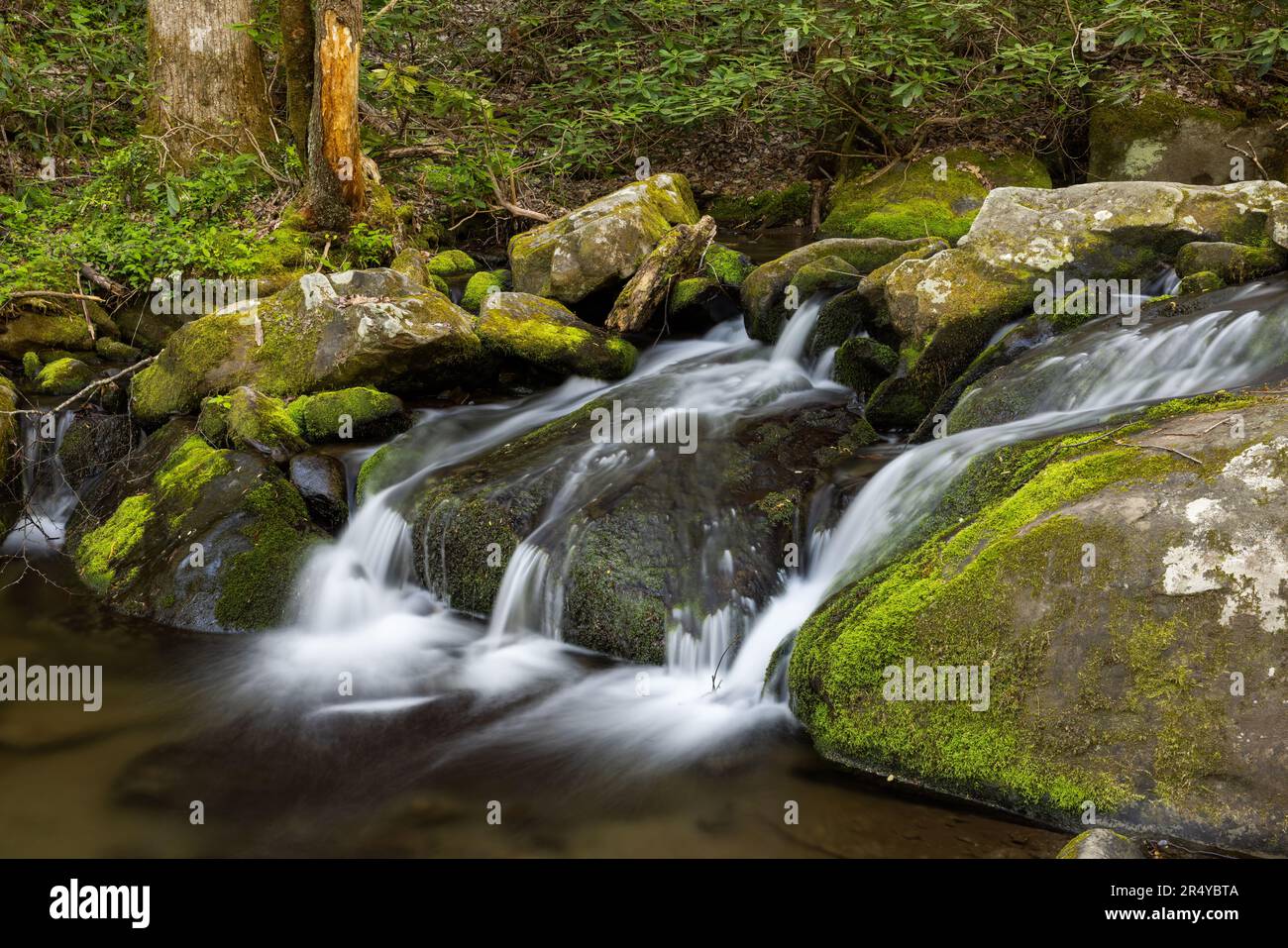 Moss-covered rocks along Roaring Fork in spring, Great Smoky Mountain National Park, Tennessee Stock Photo